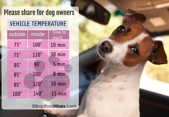dog temperature safety chart