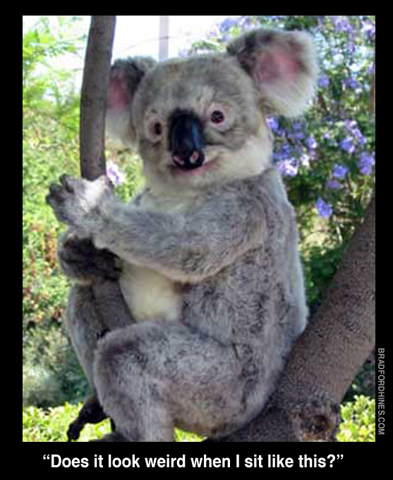funny koala