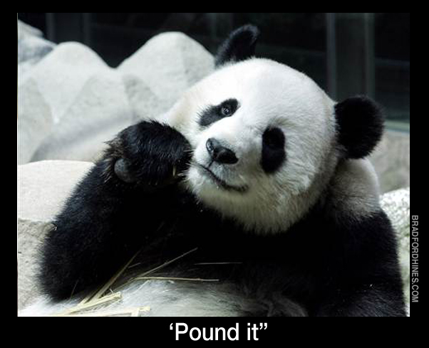 panda bear funny