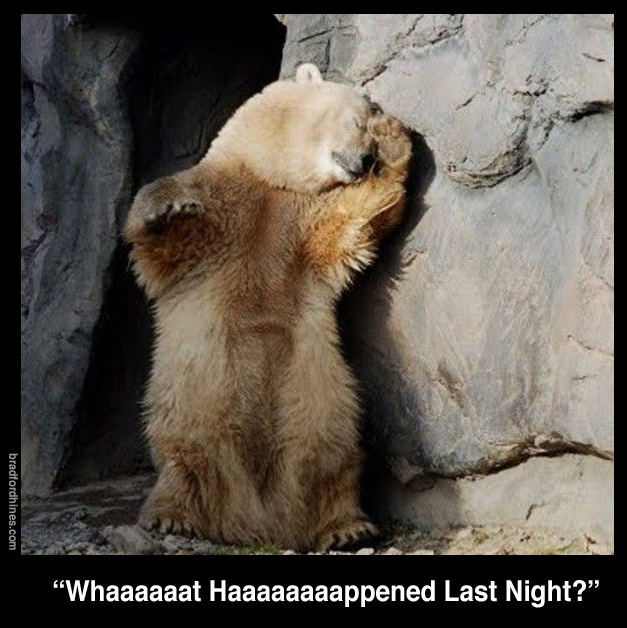 bear funny humor hungover
