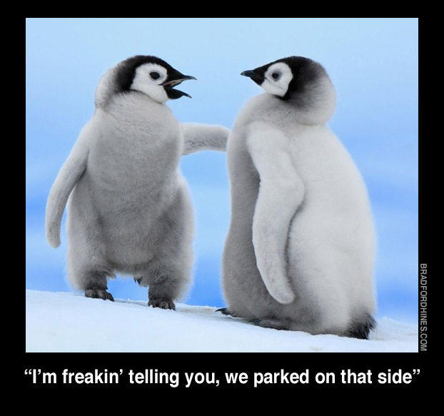 lost penguins cute funny humor